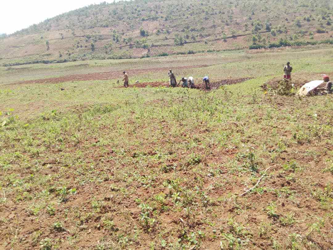 Farmers uproot the failed soya crops to plant other crops on 50 hectares in Huye District. / Courtesy