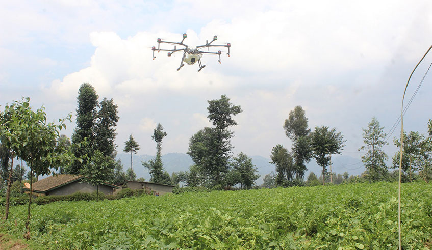 A drone sprays pesticides in a potato farm in Gataraga Sector, Musanze District. The Government plans to start using drones in spraying mosquito prone areas by the end of this month. Ru00e9gis Umurengezi.