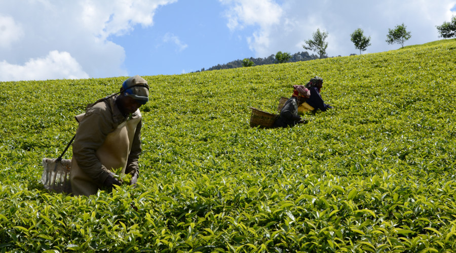 Workers in plucking tea leaves at Gisakura farm in Nyamasheke District. / Sam Ngendahimana
