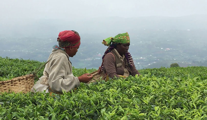 Women pick tea at Gisakura tea estate, Western Province. The record prices set by Rwandan tea at the Mombassa Auction will embolden the sector . Net photo.