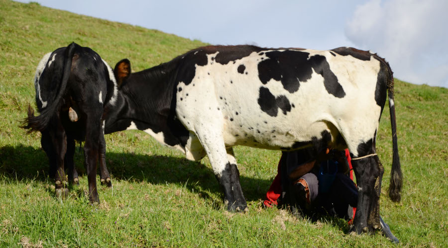 The new livestock insurance scheme was established by insurance companies in partnership with the Ministry of Agriculture and Animal Resources. / Sam Ngendahimana