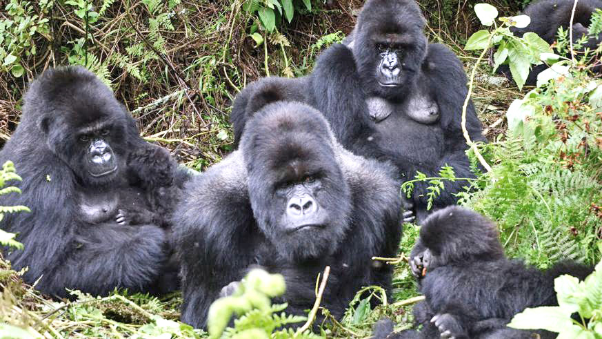 American tourist to Rwanda have grown by 114 per cent year on year, according to data from an international travel agency network. Gorillas are among the largest tourism drivers in the country. / File