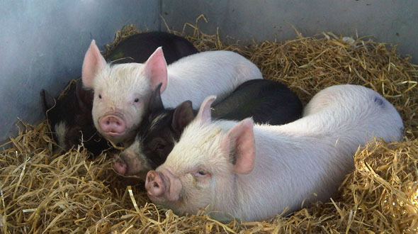 The swine erysipelas, a disease locally known as u2018Rushe,u2019 has claimed lives of over 100 pigs in Gisagara District, and Governement has devised strategies to contain it. / Internet photo