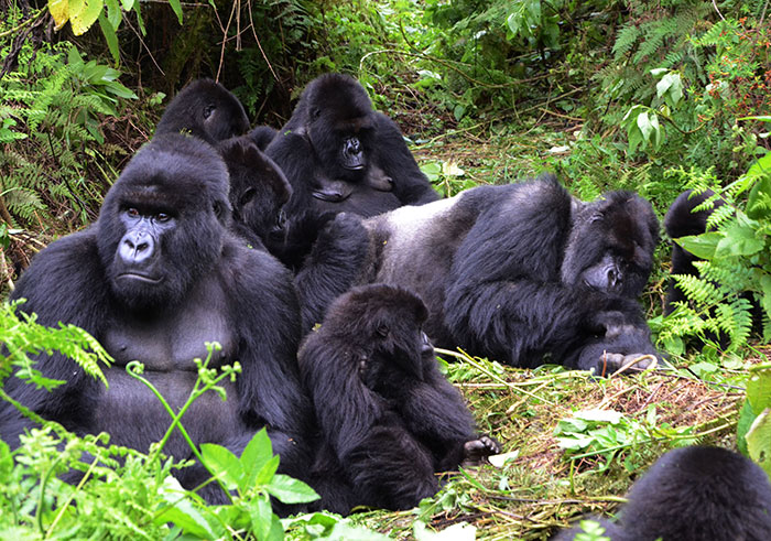 Visitors coming to Rwanda mainly go for gorilla trekking in the Volcanoes National Park. File.