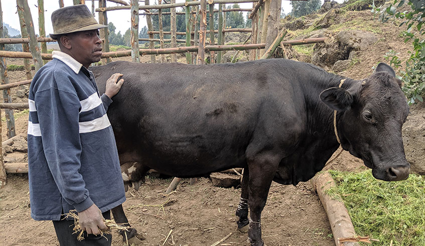 Fu00e9licien Senyiki and his cow. Heu2019s one of the beneficiaries from the 729 cows donated by Rwanda Development Board. Net photo.