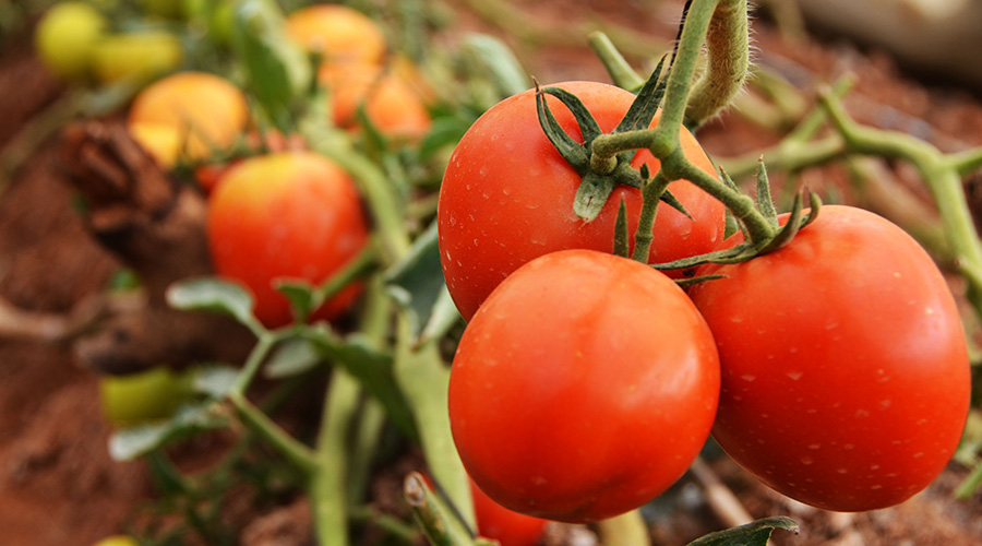 Tomatoes are one of perishable fruits and vegetable commodities with post-harvest losses according to the Food and Agriculture Organisation. / Sam Ngendahimana