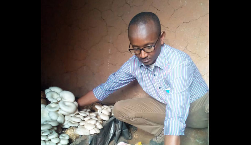 Damascene Sakindi sorting out mushrooms after the harvest. Photos by Joan Mbabazi.