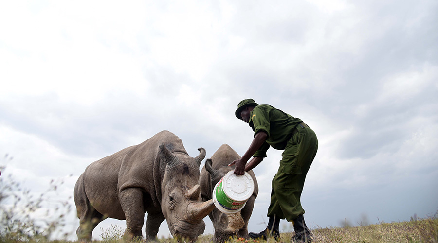 A caregiver feeds thirty-year-old Najin (L) and nineteen-year-old Fatu, the last two northern white rhinos, in Ol Pejeta Conservancy, Laikipia County, Kenya, Aug. 23, 2019. / Xinhua