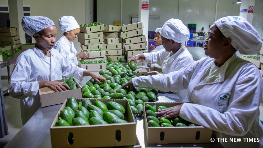 Women package avocado for export inside the NAEB warehouse in Kigali. Rwandan export products have been subjected to heavy-duty inspection at international markets.