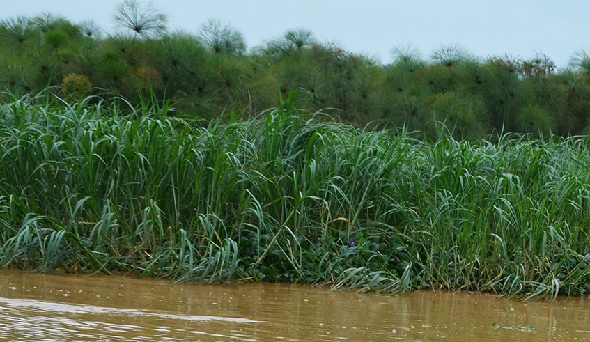 Rukumberi wetland where the three siblings lost their lives as they fetched firewook. Sam Ngendahimana.