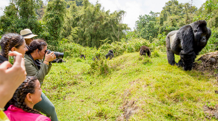 Tourists take pictures of a silverback gorilla and his family in the Volcanoes National Park in Musanze District on Wednesday. Twenty-five baby gorillas are set to be named in the 15th edition of Kwita Izina ceremony at the foot of Virunga mountain range. About 281 baby mountain gorillas have been named since the inaugural Kwita Izina edition in 2005. / Courtesy