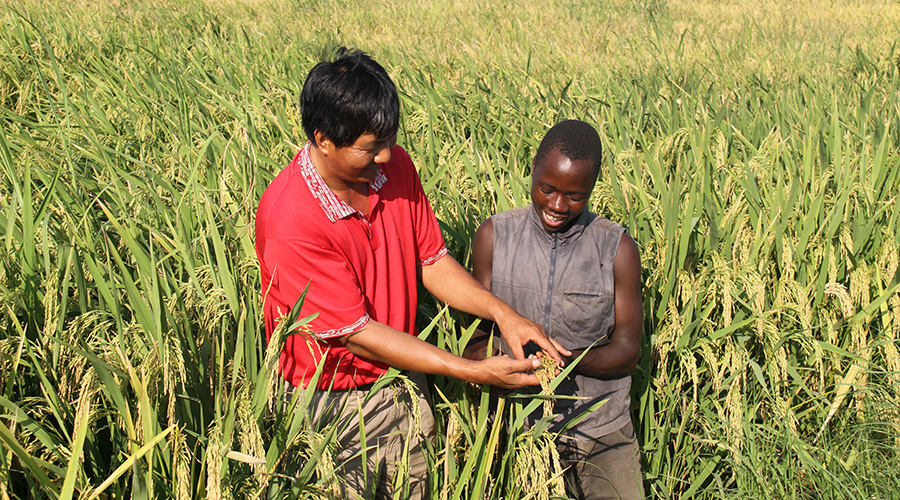 Luo Haoping, the manager of Chinese run Hubei-Gaza Friendship Farm, and a local worker check rice in the paddy field on the suburbs of Xaixai, capital city of the southern province of Gaza, Mozambique, April 17, 2010. / Xinhua
