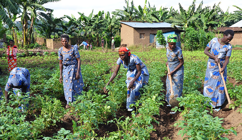 A group of women weed their potato plantation in Muko Sector, Musanze District last year.  Sam Ngendahimana.