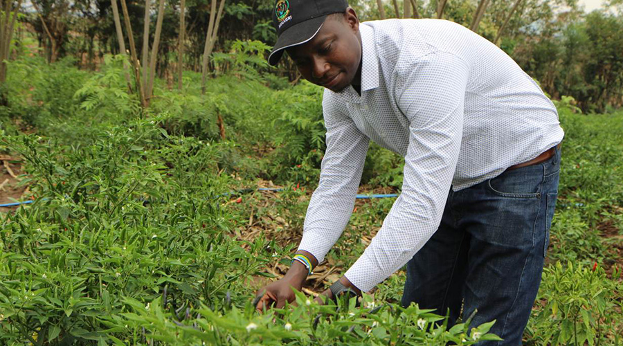 Twahirwa tends to his chilli farm in Bugesera District. / Net photo