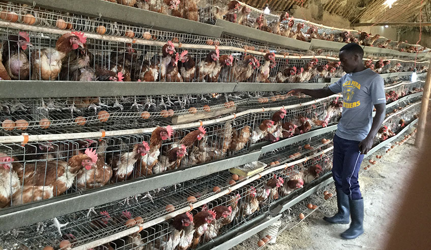 Chicken in cages at Sandrine Horanimanau2019s farm. The farm currently has about 2000 chicken.