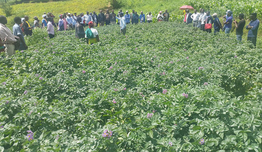 A demo plot of Irish potatoes with quality inputs. Courtesy Photos.