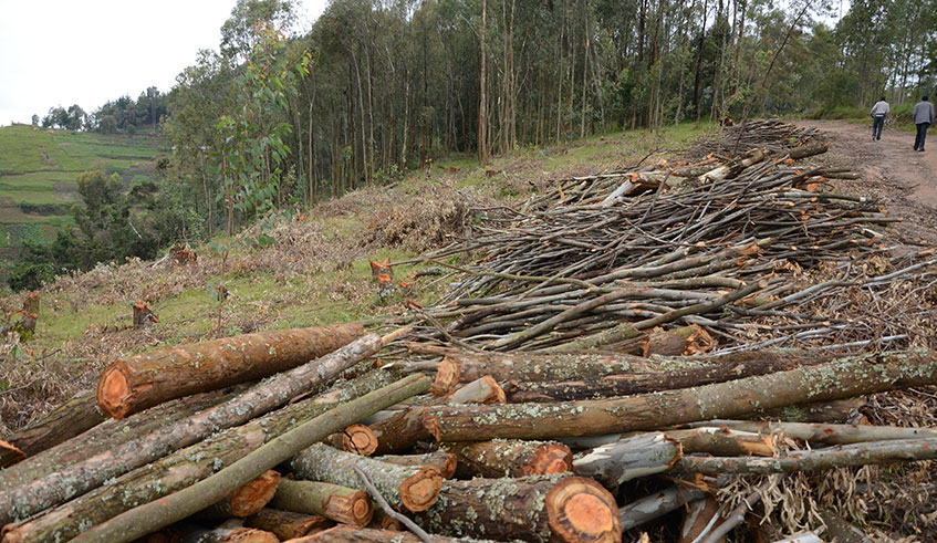 Forest harvesting in Gakenke District. Wood remains the most source of energy for cooking in Rwanda.  Sam Ngendahimana.