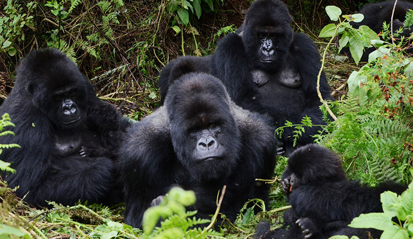 A family of mountain gorillas in the Volcanoes National Park. Ellen DeGeneres has raised $5 million for the conservation of mountain Gorillas. The initiative is expected to add impetus to Rwandau2019s tourism industry.  Photo: Sam Ngendahimana.