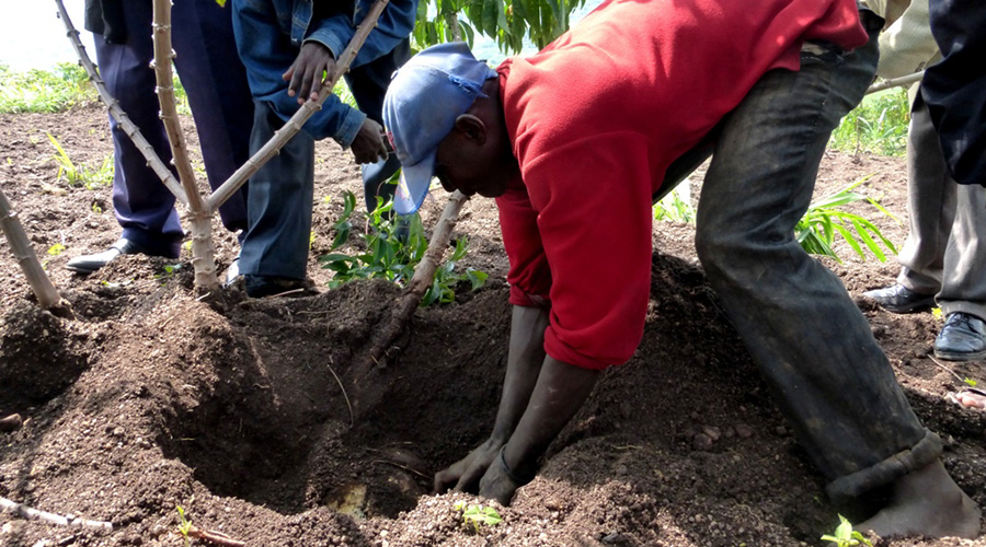 Local farmers in Gisagara District get lessons on how to boost production of cassava by using fertilizers. / Sam Ngendahimana