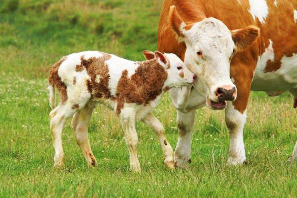 Brucellosis is a bacterial infection that affects thousands of people worldwide. Avoiding unpasteurised dairy products and taking precautions when working with animals or in a laboratory can help prevent brucellosis. / Net photo