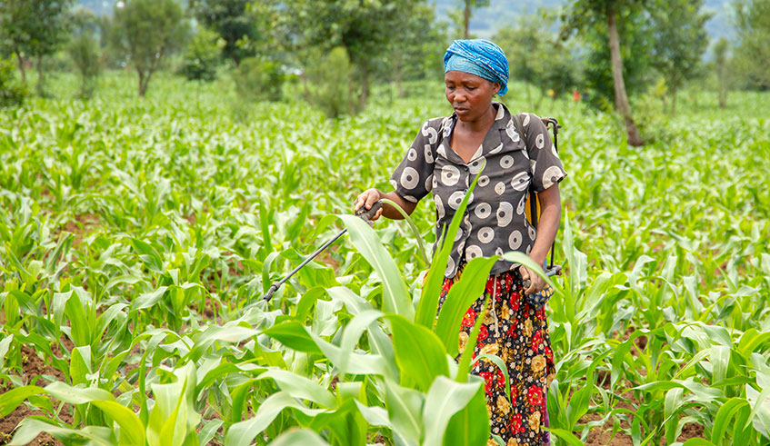 A farmer sprays pesticide on a maize plantation in an effort to combat fall armyworm in Musanze District last week. Photo: Courtesy.