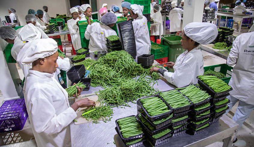 Workers at Rwanda Fresh, an export company, package french beans for export at NAEB facilities. Emmanuel Kwizera.