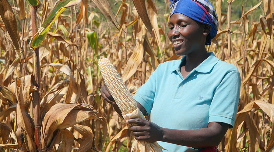 WFP provides support to over 70,000 farmers across the country through Farm to Market Alliance in which smallholder farmers receive capacity building support on good agricultural practices, post-harvest handling and storage, linked to agricultural market and trained on cooperative governance. Farmers also receive facilitation support to access to formal financial services. / WFP/John Paul Sesonga