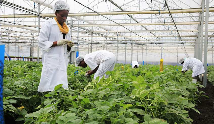 Agriculture researchers work in a green house in Kinigi, Musanze District.  By 2025 Africa will be required  to build agricultural systems that are resilient to climate change, such as using green houses. Photo: Sam Ngendahimana.