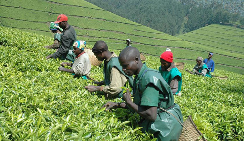 Last month, the Rwandan teas were sold to UK, Pakistani, Egyptian, Kazakhstani, Afghanistan and Middle East markets among others. /Courtesy.