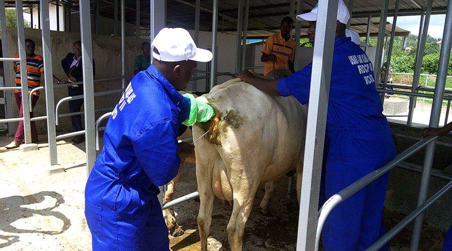 A veterinary doctor inseminates a cow at Mulindi Agri-show grounds in 2016. Unprofessional Veterinary doctors will face punitive action from the National Veterinary Council. / File