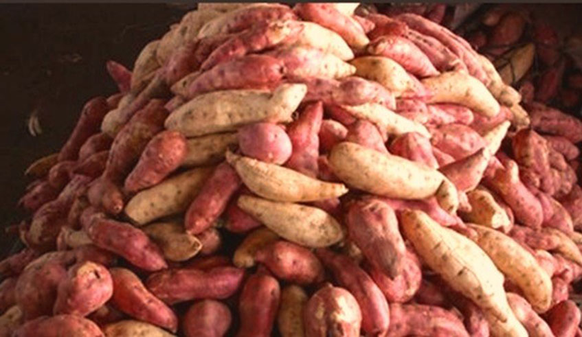 The average production of sweet potato in Rwanda was 1.186 million tonnes in 2018, according to figures from the Agriculture Ministry. File.