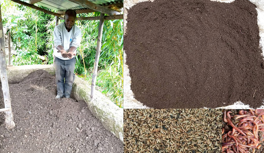 The enterpreneur at his farm in Musanze where he breeds insects. Courtesy photos.