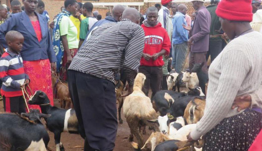 A livestock dealer checks out goats and sheep in Rwamagana market. Photo: File.