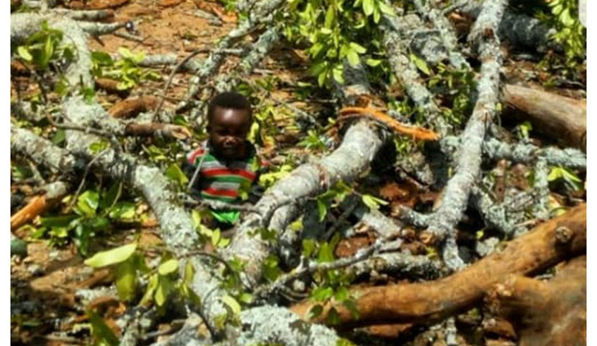 Two-year-old Viateur Habumugisha in the midst of the tree debris at Kinihira Provincial Hospital shortly after the 100-year-old tree came crashing down with the little boy playing beneath it, on Monday. The photo, which was taken by a yet-to-be-identified eyewitness, has since been trending on social media platforms.