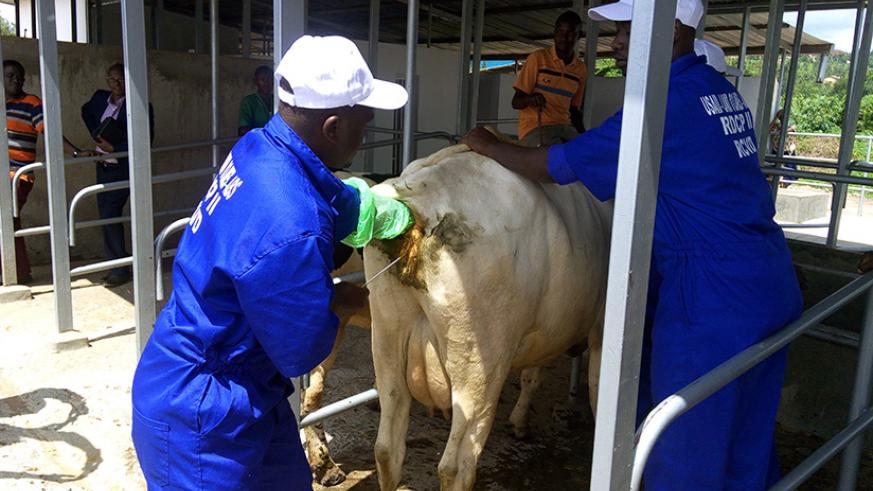 Rwanda Veterinary Council has pledged to tighten the inspection so as to weed out those who masquerade as veterinary doctors./ File
