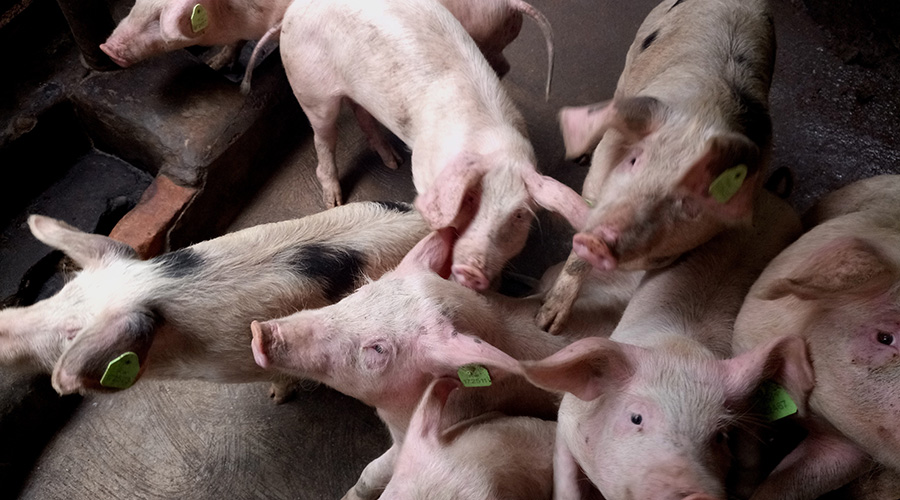 Piglets at a piggery in Gicumbi District. Rwandan farmers are targeting markets in DRC and West Africa. / File