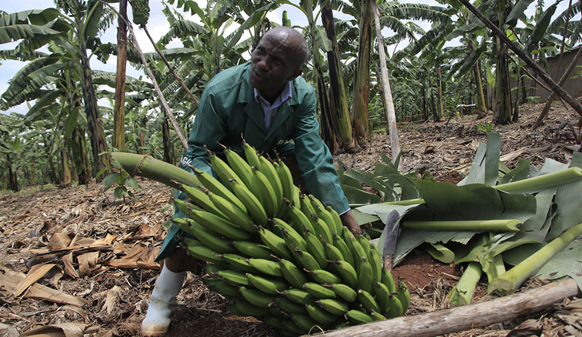 An old man harvests his banana plantation. Gatsibo District is keen on improving the welfare of its residents through banana farming. Sam Ngendahimana.