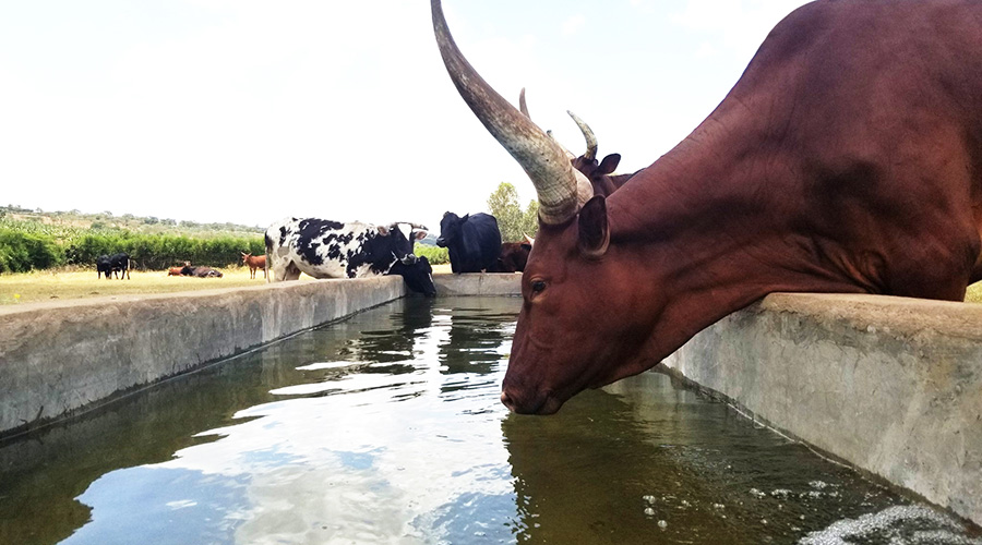 Cows drink water from a trough supplied with water by a solar-powered borehole in Eastern Province. Access to clean water is expected to increase milk production especially in the dry season. / Courtesy