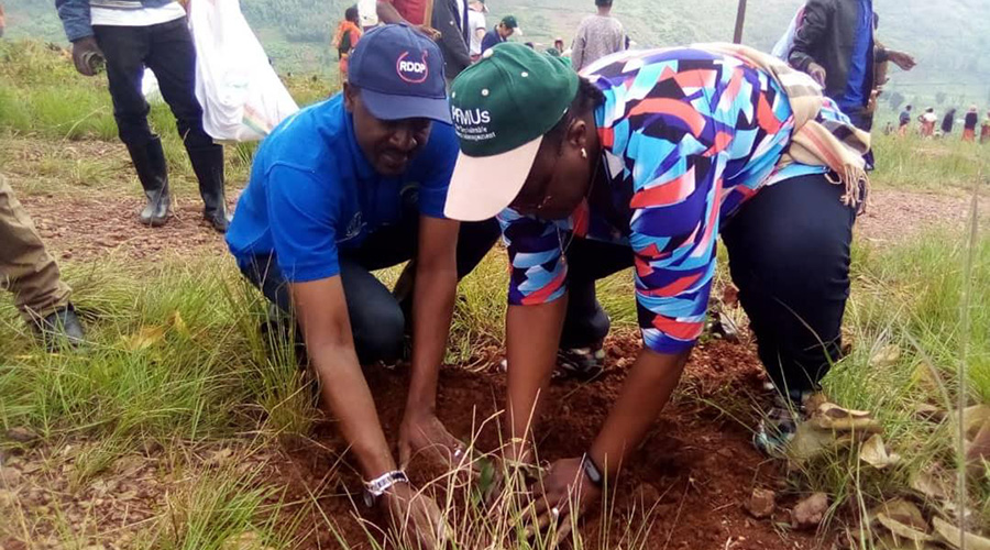 Minister Mujawamariya (R), and Rwamagana District mayor, Radjab Mbonyumuvunyi plant eucalyptus trees in Nyamatete site, Karenge in Rwamagana on Saturday. / Courtesy