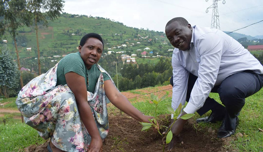 The new Burera District mayor Marie Chantal Uwanyirigira and governor for Northern Province Jean-Marie Vianney Gatabazi, plant a tree at the district headquarters yesterday. Photo: Ru00e9gis Umurengezi.