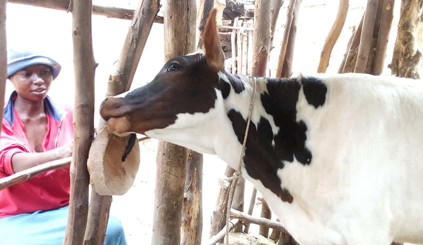 A farmer feeds her cow with Umunyuzo Cattle Salt. Photos by Lydia Atieno.