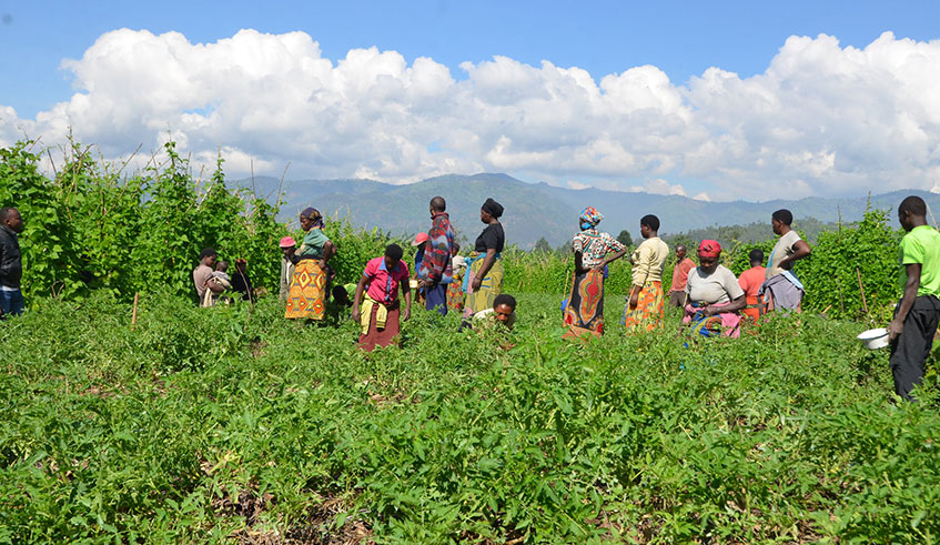 Smallholder farmers in their plantation. According to a study conducted by Transparency International Rwanda, farmers count losses (Sam Ngendahimana)