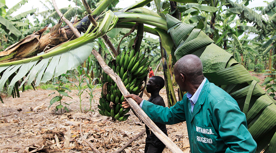 Evariste Mutibagirana, a large-scale banana farmer in Rwamagana District. Food prices have been going up in recent months across the country. 
