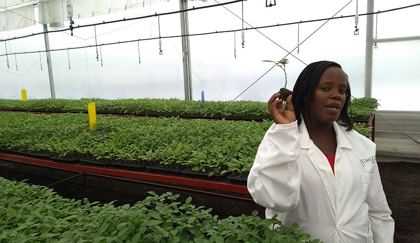 Juliet Umwali, a professional Irish potato seed multiplier inside Horizon SOPYRWAu2019s green house. She says they encounter losses due to unscrupulous seed multipliers. Photo: Ru00e9gis Umurengezi.