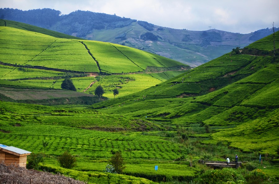 Tea plantation in Rubaya, Ngororero District. 