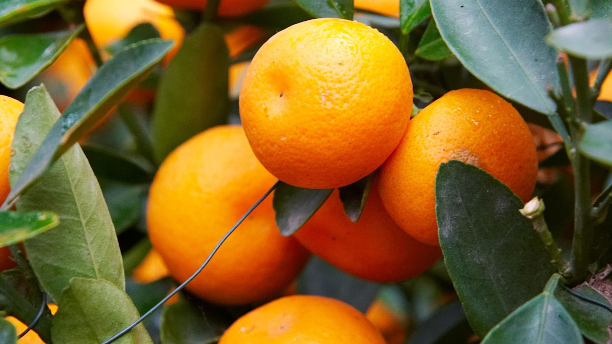 Also called sweet oranges, they grow on orange trees and belong to a large group of fruits known as citrus fruits. 