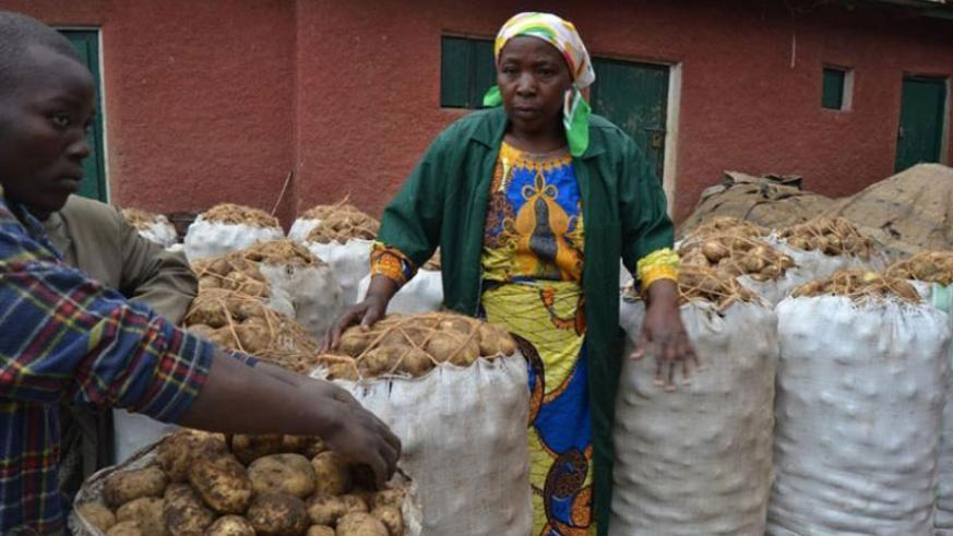 Irish potato farmers in Nyabihu District. 
