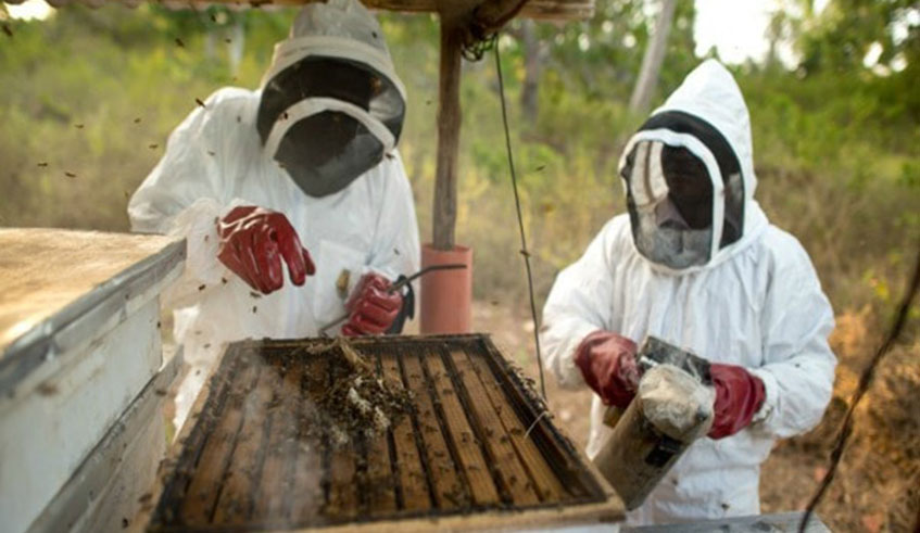 Total national honey production is around 4,500 tonnes, while total national demand of honey is about 16,800 tonnes. 