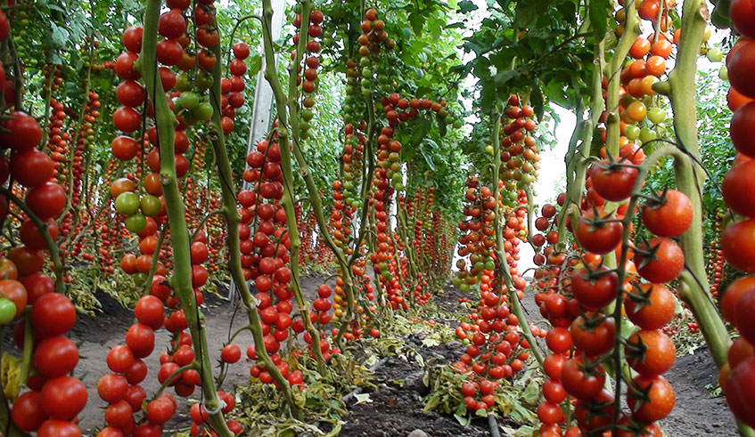 Tomatoes in green house at Center of Excellence for Horticultural Development at Murindi in Gasabo District. Courtesy.