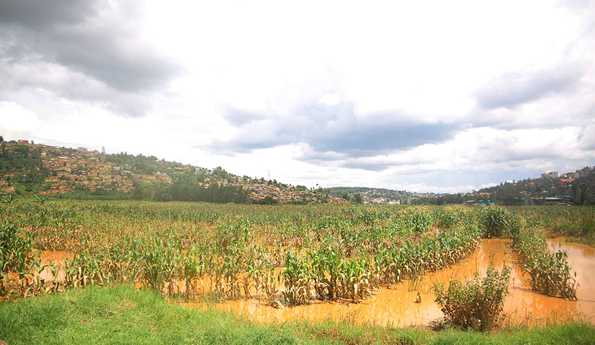 Nyabugogo maize plantation  affected by flooding due to the heavy rain in Kigali on 25 December 2019. Dan Nsengiyumva.
